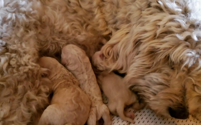 Goldendoodle-puppies