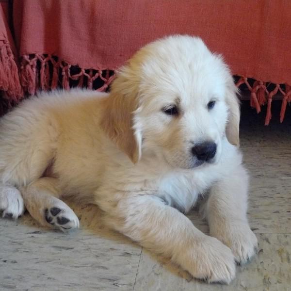 Golden Retriever Ayla