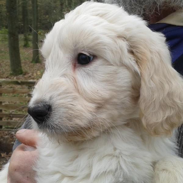 Goldendoodle Fee