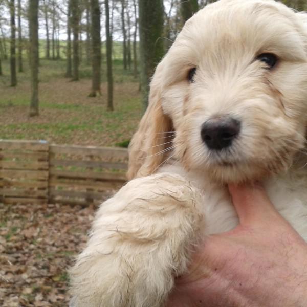 Goldendoodle Libel