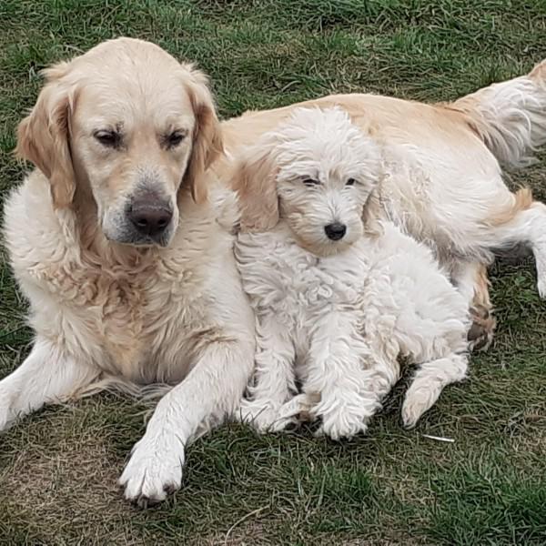 Goldendoodle Yentl