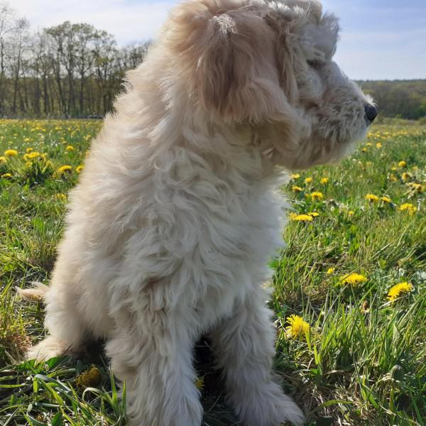 Goldendoodle Fauve